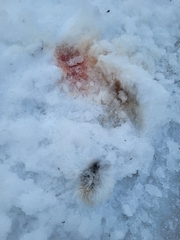Lepus americanus