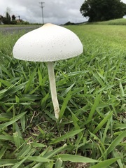 Macrolepiota dolichaula