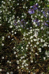 Stellaria graminea