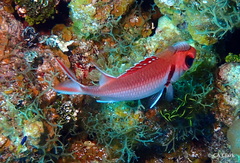 Myripristis jacobus