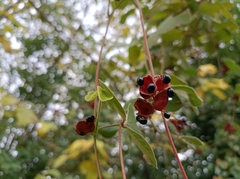 Rhynchosia volubilis