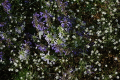 Stellaria graminea