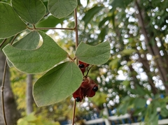 Rhynchosia volubilis