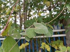 Rhynchosia volubilis