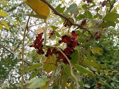 Rhynchosia volubilis