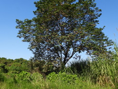 Pterocarpus