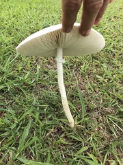 Macrolepiota dolichaula