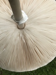 Macrolepiota dolichaula