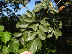 Pterocarpus