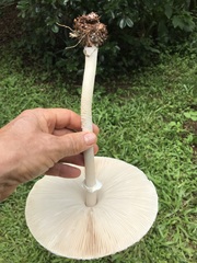 Macrolepiota dolichaula