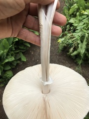 Macrolepiota dolichaula