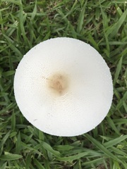 Macrolepiota dolichaula