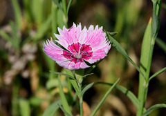 Dianthus chinensis