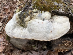Trametes gibbosa