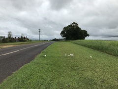 Macrolepiota dolichaula