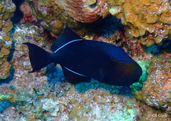 Melichthys niger