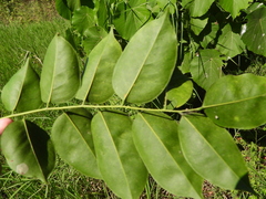 Pterocarpus