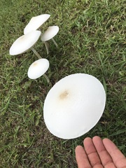 Macrolepiota dolichaula