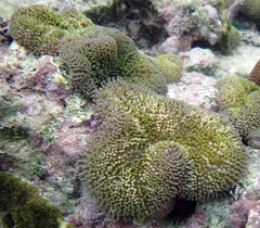Stichodactyla helianthus