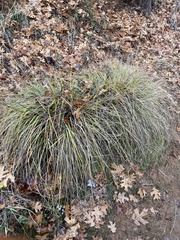 Muhlenbergia rigens