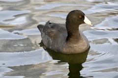 Fulica americana