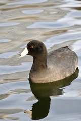 Fulica americana