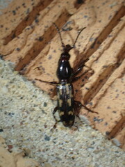 Arrhenodes minutus