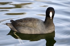 Fulica americana