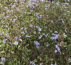 Ageratum houstonianum
