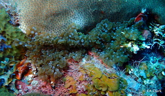 Lebrunia neglecta