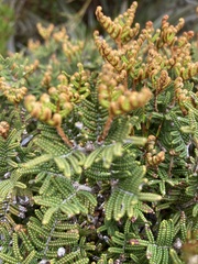 Gleichenia alpina