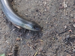 Ophiodes fragilis