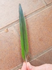 Psittaculidae