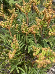 Gleichenia alpina