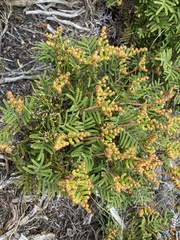 Gleichenia alpina