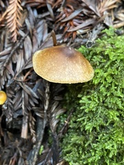 Entoloma formosum