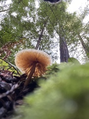 Entoloma formosum