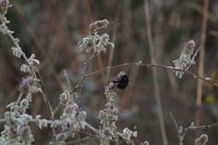 Xylocopa tabaniformis