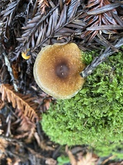 Entoloma formosum