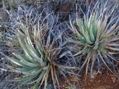 Hechtia podantha