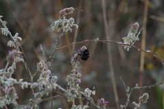 Xylocopa tabaniformis