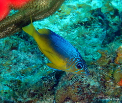 Hypoplectrus aberrans