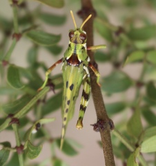 Bootettix argentatus