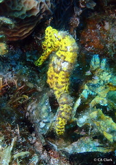 Hippocampus reidi