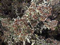 Critoniopsis