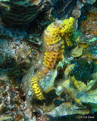 Hippocampus reidi
