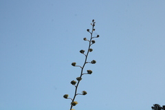 Agave potatorum