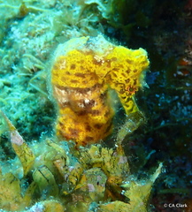 Hippocampus reidi