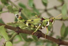 Bootettix argentatus