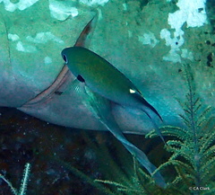 Azurina multilineata